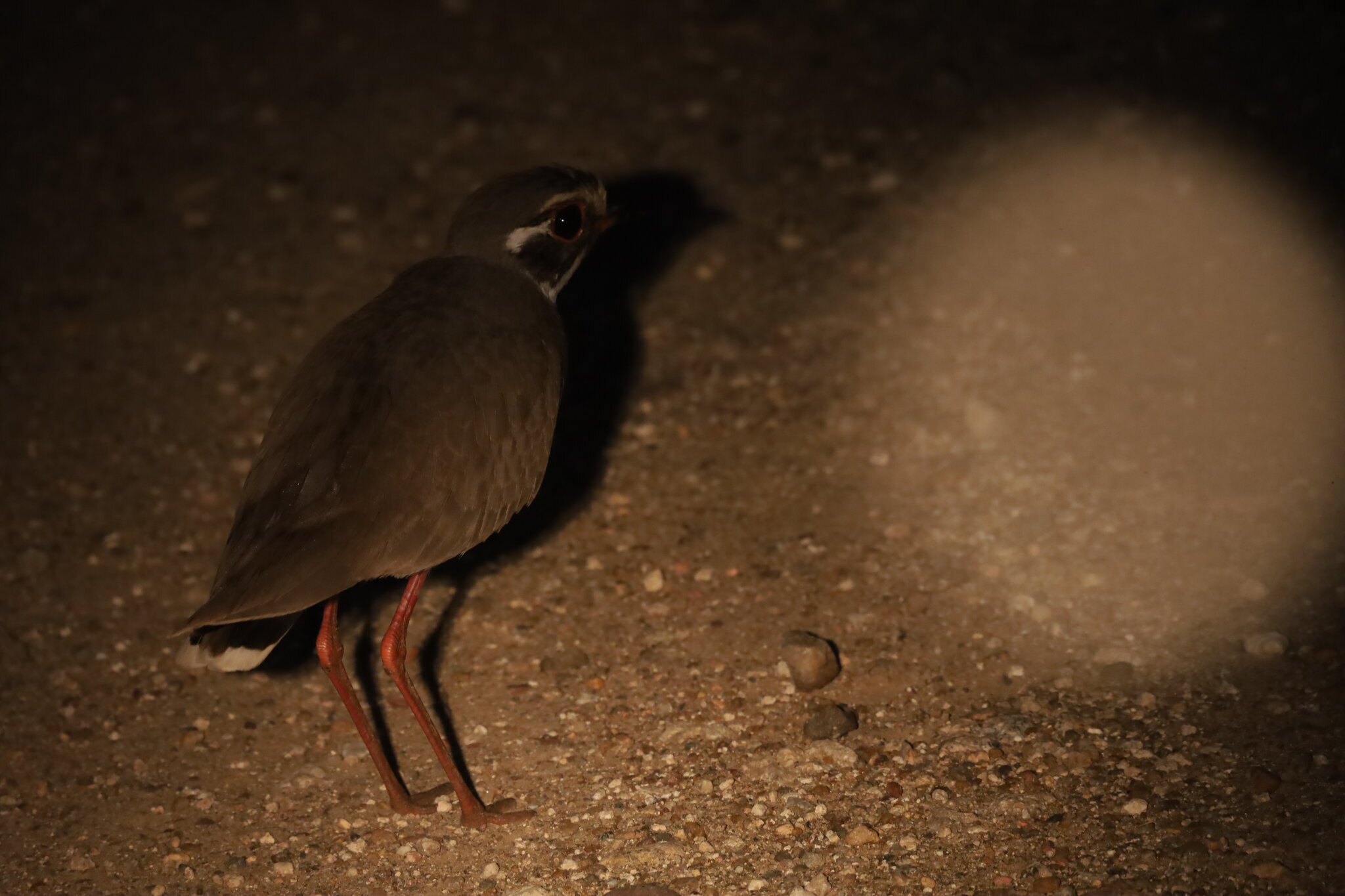 Bronze-winged Courser (Rhinoptilus chalcopterus), photo 4