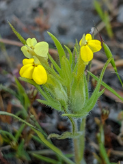 Castilleja lacera