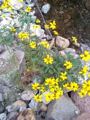 Heliopsis parvifolia