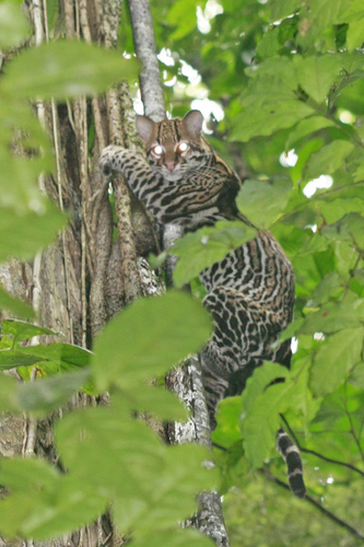 Ocelot, photo 3 of 7
