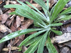 Senecio quadridentatus