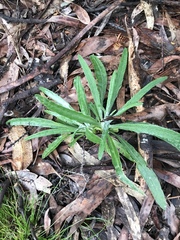 Senecio quadridentatus