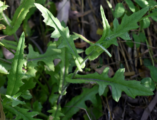 Emilia sonchifolia