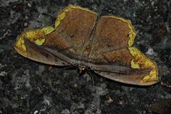 Pareumelea eugeniata