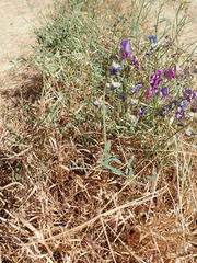 Swainsona campylantha