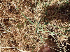 Swainsona campylantha