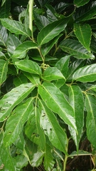 Leea philippinensis