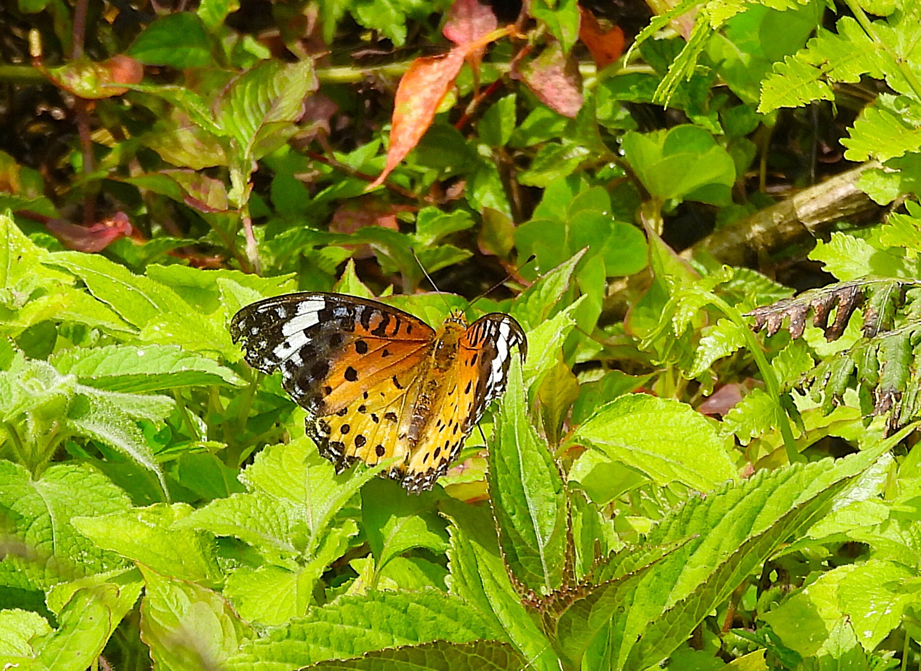 Tropical Fritillary