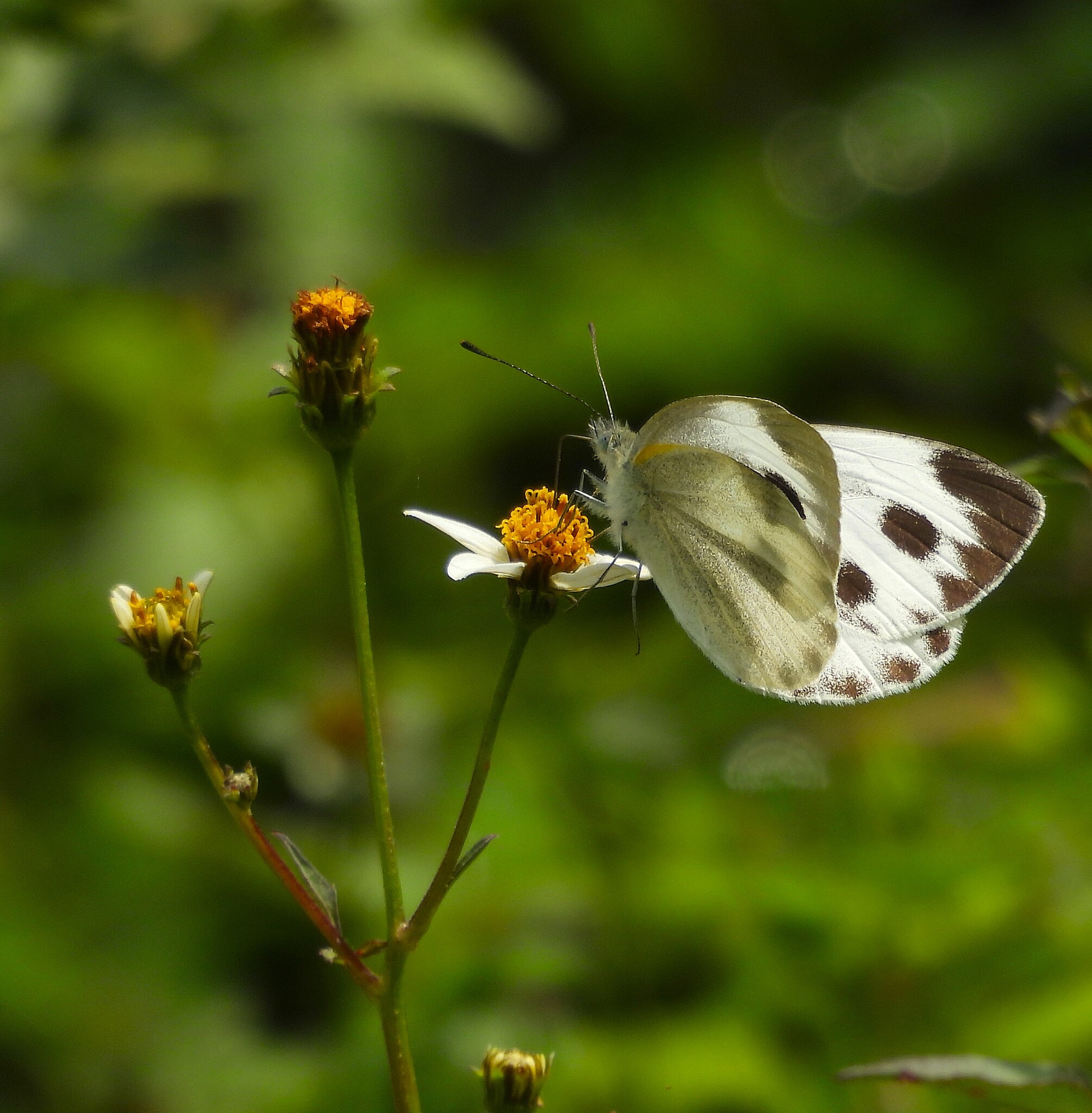 Asian Cabbage White