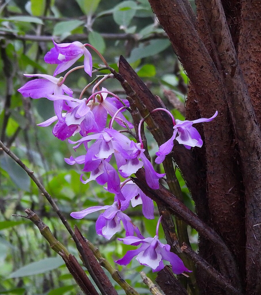 Dendrobium lituiflorum Lindl. 2