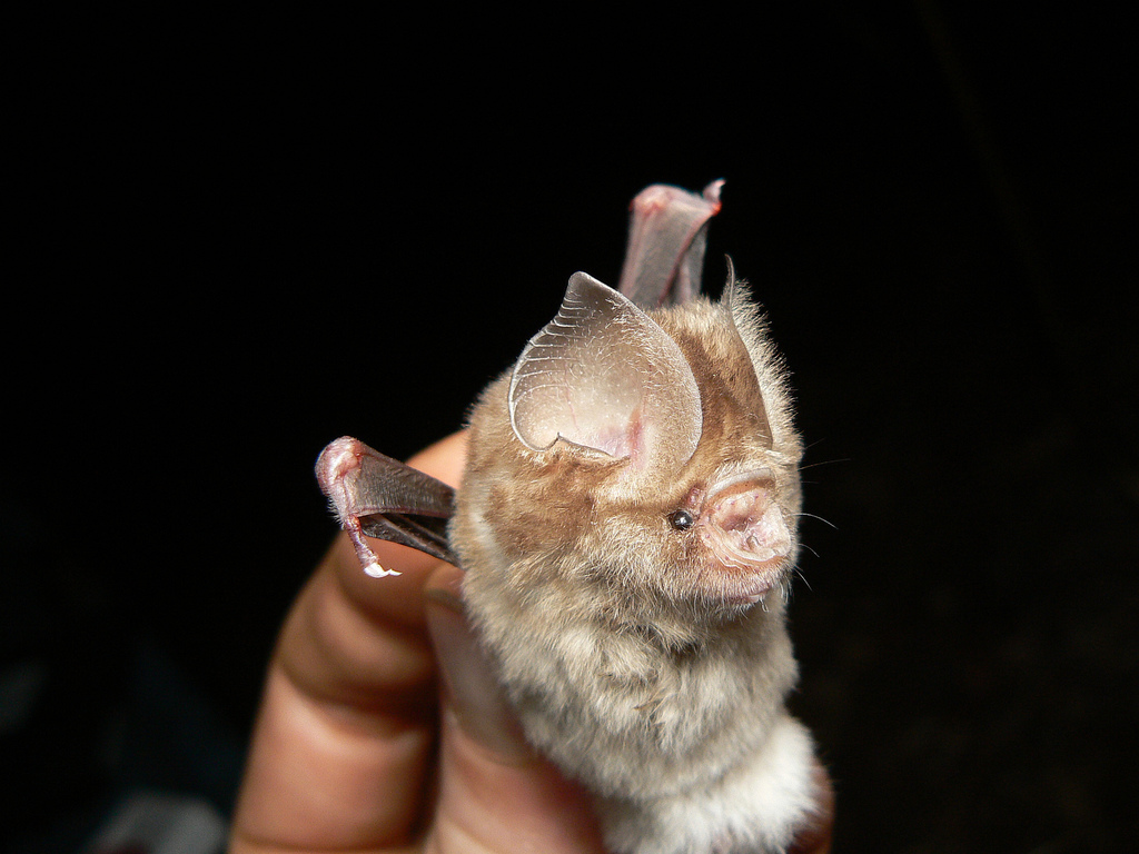 Maghreb Leaf-Nosed Bat