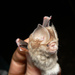 Sundevall's Roundleaf Bat - Photo (c) Natalie Weber, some rights reserved (CC BY-NC), uploaded by Natalie Weber