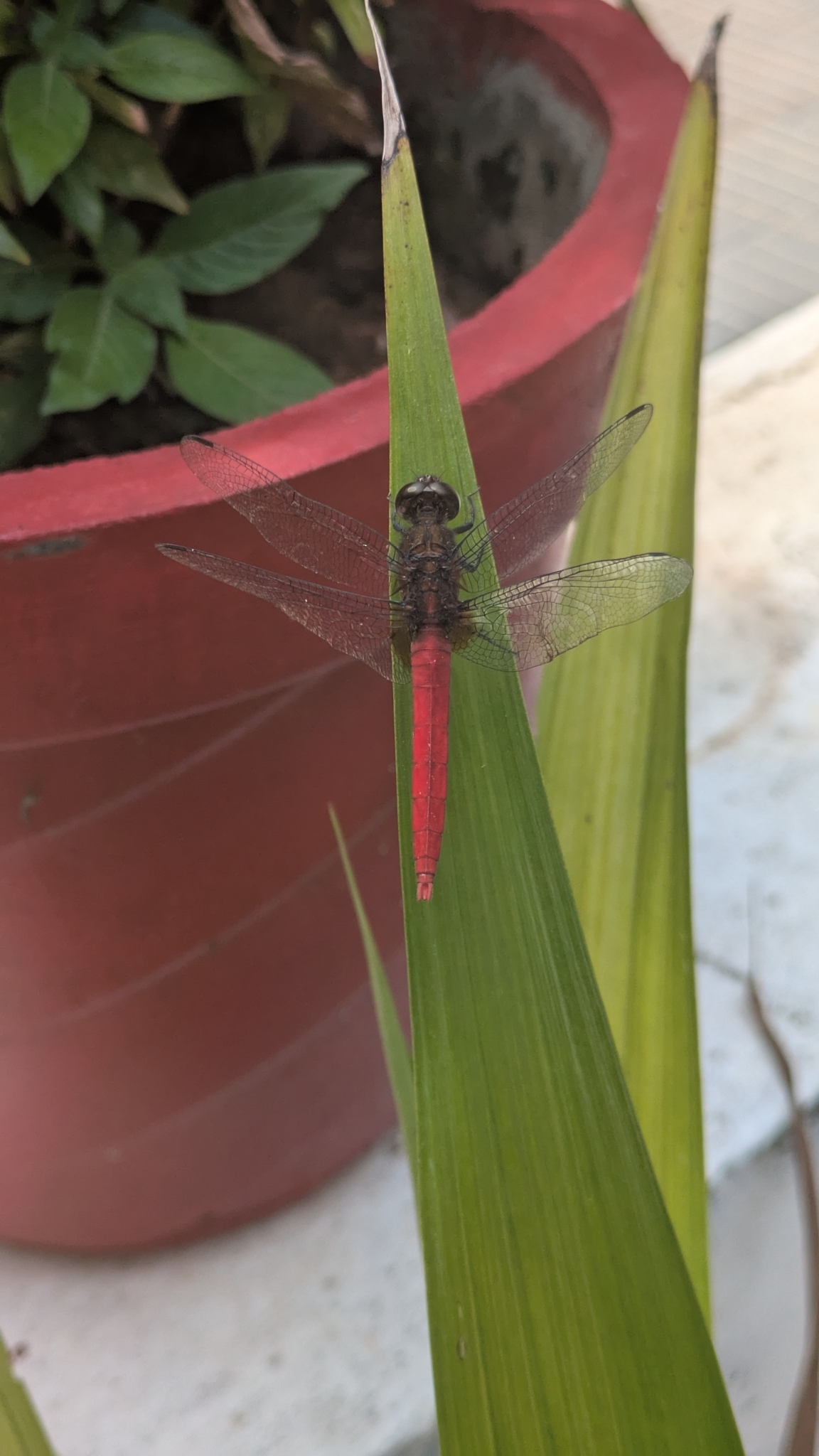 Spine-Tufted Skimmer