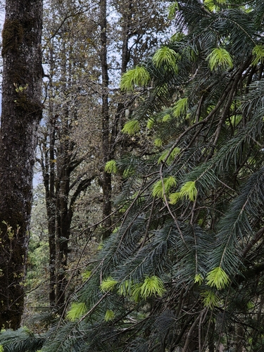 West Himalyan fir (Abies pindrow)