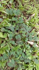 Mimosa pudica
