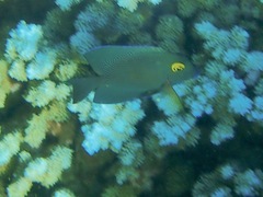 Ctenochaetus strigosus