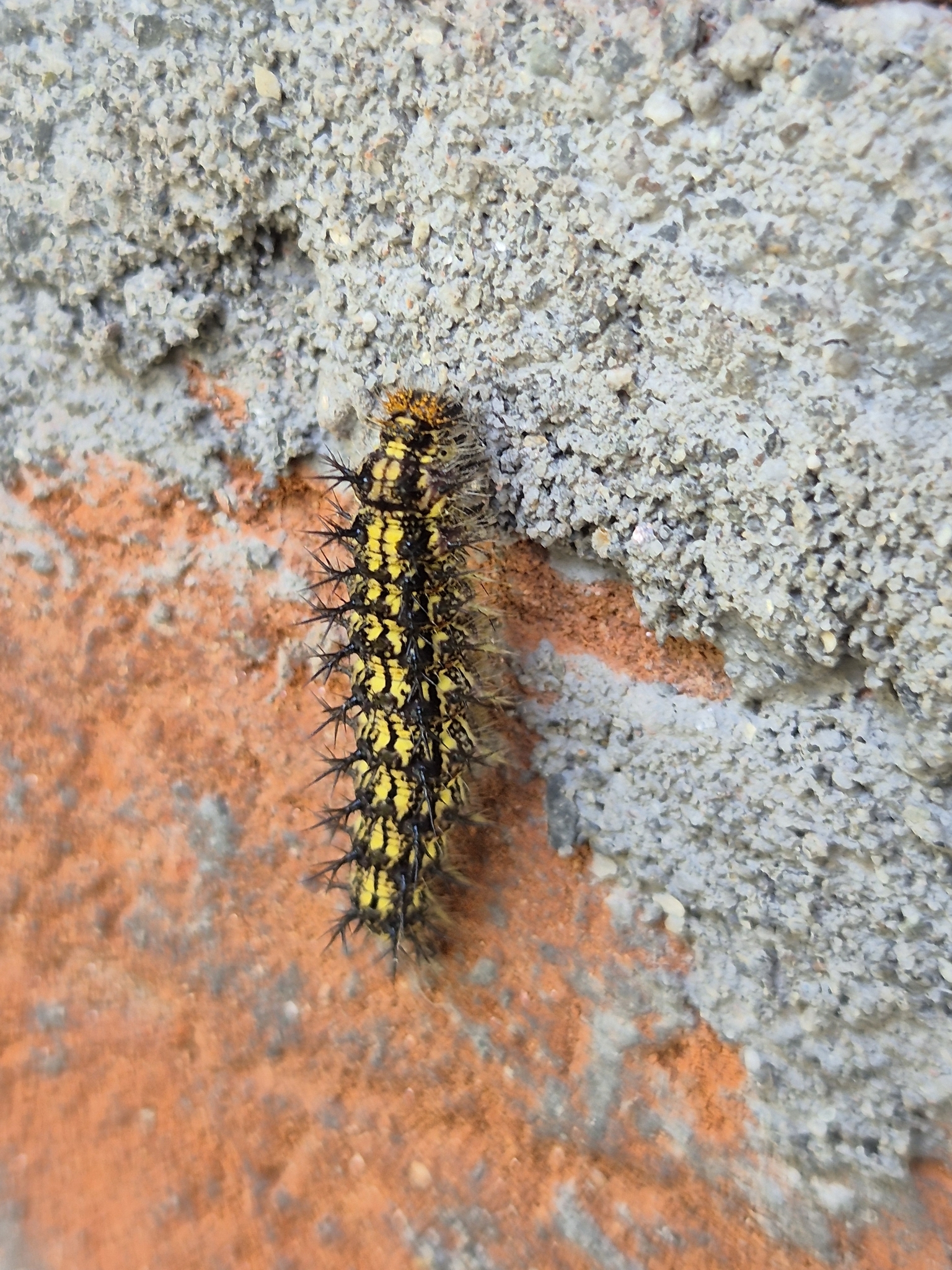 Indian Tortoiseshell
