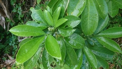 Melicope triphylla