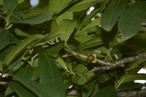 Diospyros ovalifolia, photograph 5