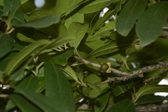 Diospyros ovalifolia