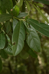 Diospyros ovalifolia