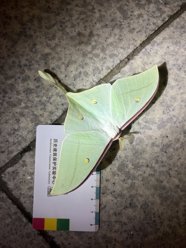 Chinese Moon Moth