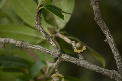 Diospyros ovalifolia