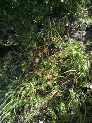 Potentilla thurberi