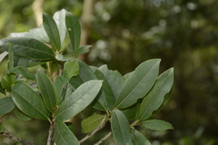 Diospyros ovalifolia