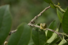 Diospyros ovalifolia