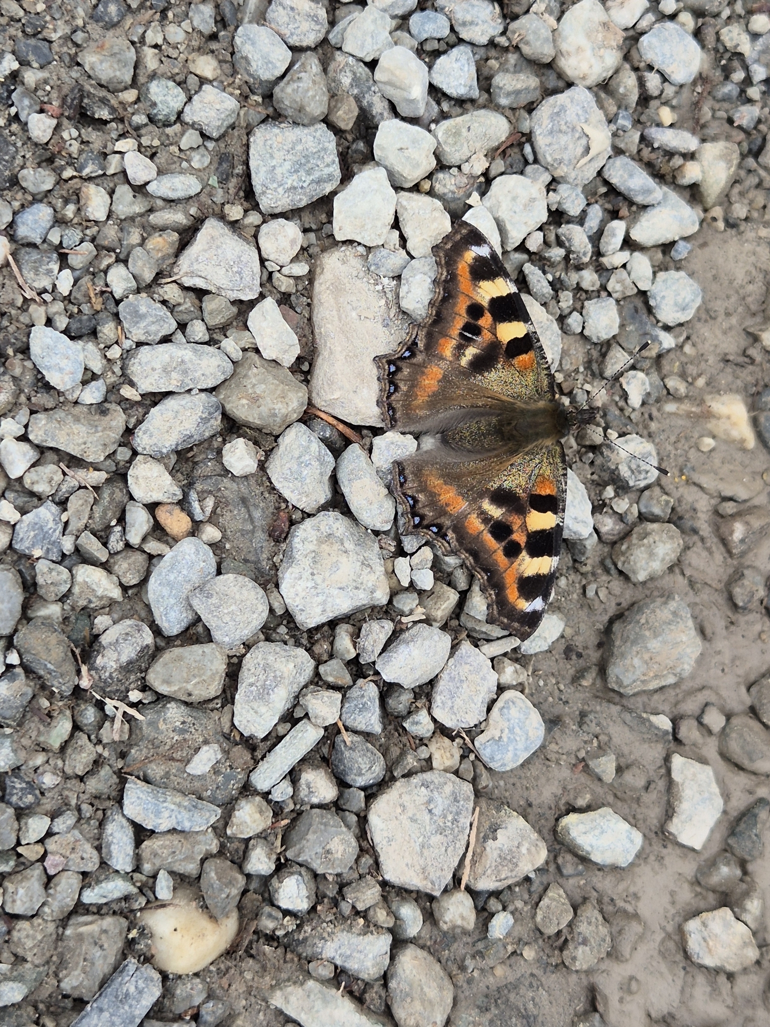 Indian Tortoiseshell