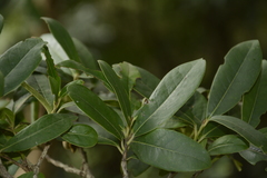 Diospyros ovalifolia