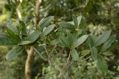 Diospyros ovalifolia