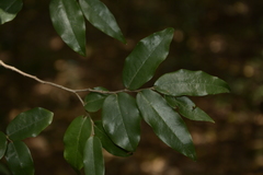 Miliusa