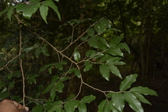 Miliusa