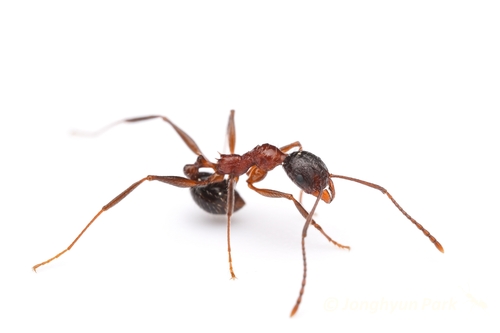 温雅盘腹蚁Aphaenogaster lepida