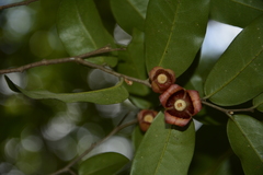 Miliusa