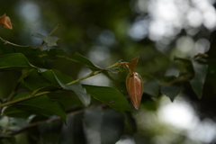 Miliusa