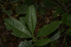 Diospyros ovalifolia