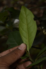 Diospyros ovalifolia