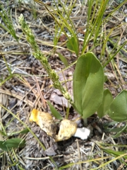 Malaxis macrostachya