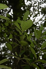 Diospyros ovalifolia