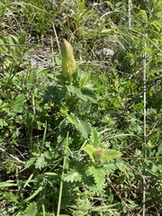 Scutellaria orientalis, photograph (c) Илья Руденко, some rights reserved (CC BY)
