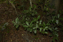 Diospyros ovalifolia