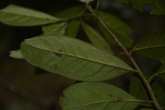 Diospyros ovalifolia