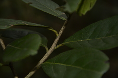 Diospyros ovalifolia