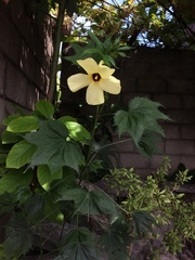 Abelmoschus esculentus