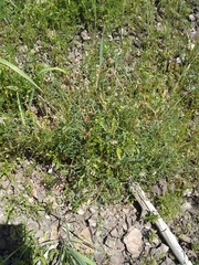 Vicia pulchella