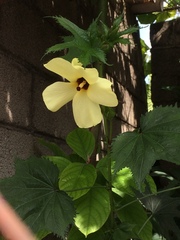 Abelmoschus esculentus