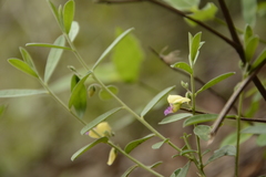 Polygala javana